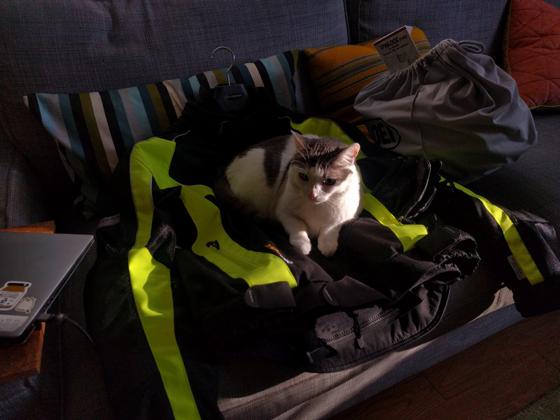 New Moto Jacket. Verdict: 4/10, kinda lumpy. You should take these pads out.